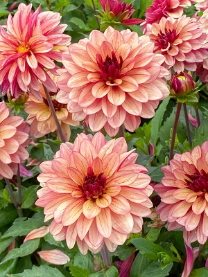 Dahlia Creme De Cognac